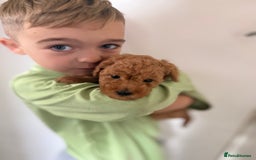 Miniature Poodle dogs for sale: Miniture poodles - READY TO LEAVE!!   - Image 20