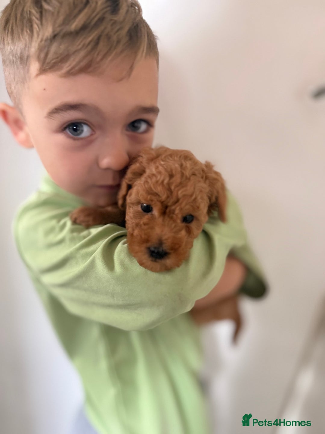 Miniature Poodle dogs for sale: Miniture poodles - READY TO LEAVE!!   - Image 20