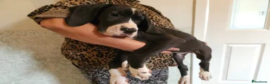 Great Dane 5