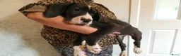 Great Dane dogs for sale: Championship Great Dane Pups  - Advert 10