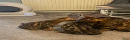 Bengal cats for sale: 🐾 BEAUTIFUL TICA REGISTERED BENGAL  – READY NOW  - Advert 19