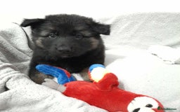 German Shepherd dogs for sale: BEAUTIFUL SABLE GERMAN SHEPHERD PUPS - Image 19