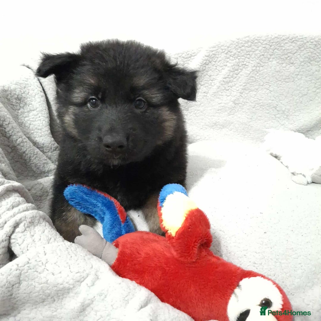 German Shepherd dogs for sale: BEAUTIFUL SABLE GERMAN SHEPHERD PUPS - Image 19
