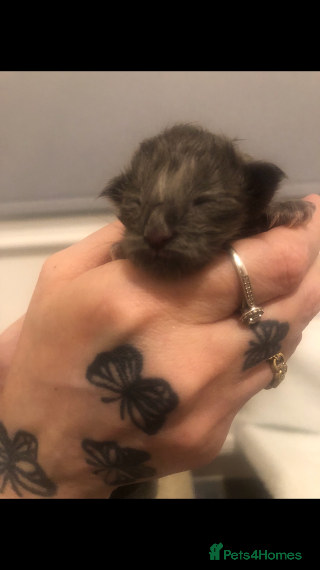 Maine Coon cats for sale: Beautiful Blue/Black Smoked or Solid Maine Coons  - Image 13