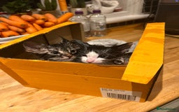 Mixed Breed cats for sale: Soft, Sweet, and Full of Fun…. - Advert 8