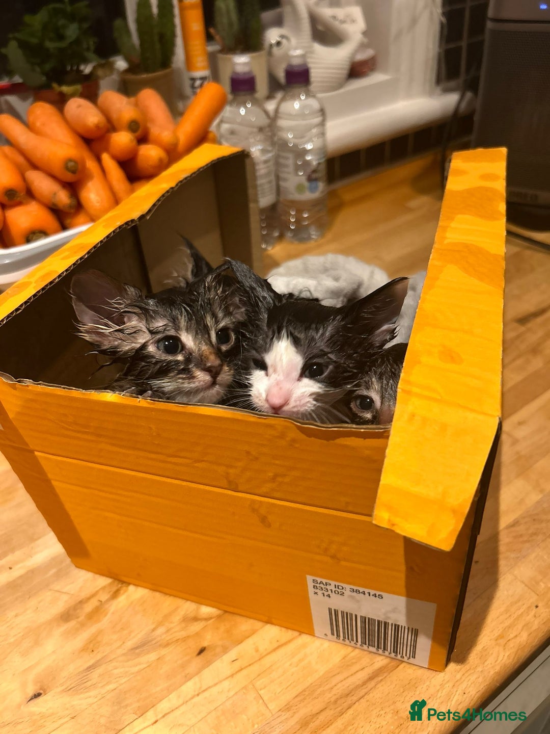 Mixed Breed cats for sale: Soft, Sweet, and Full of Fun…. - Advert 8