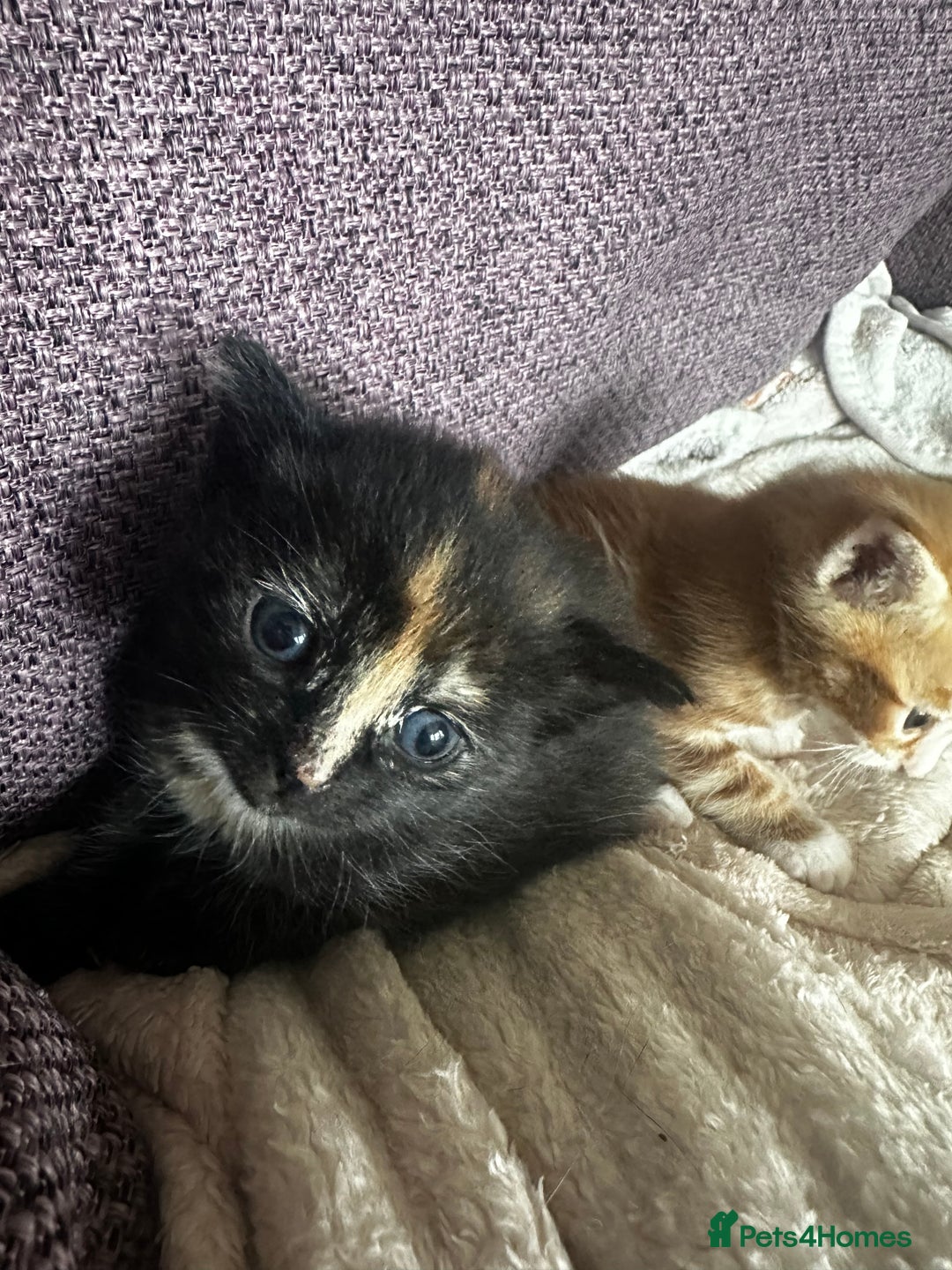Domestic Shorthair cats for sale: Black tortie ready to go  - Advert 7