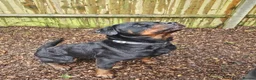 Rottweiler dogs for sale: Loyal Rottweiler Looking for Her Forever Home - Advert 3