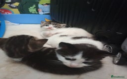 Mixed Breed cats for sale: Kittens for sale  - Image 27