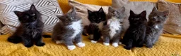 Maine Coon cats for sale: Exceptional TICA Pedigree Maine Coon Kittens - Advert 14