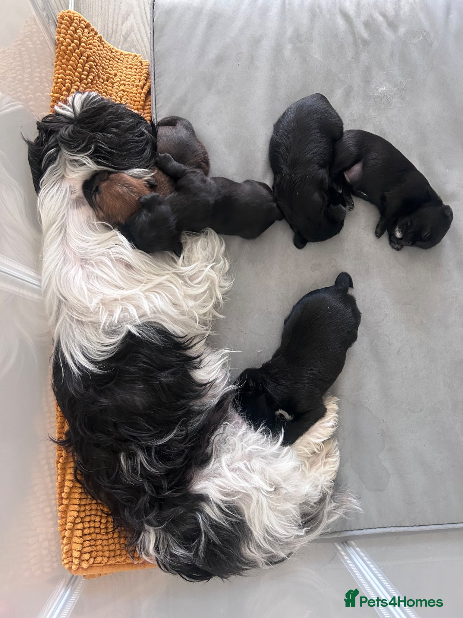 Mixed Breed dogs Oxcroft border terrier x Shih Tzu pups - Advert 1