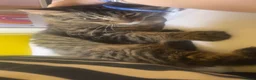 Domestic Shorthair cats for sale: Tabby rehome - read description!! - Advert 6