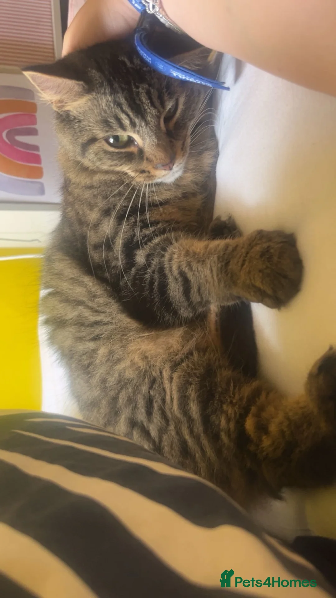 Domestic Shorthair cats for sale: Tabby rehome - read description!! - Advert 6