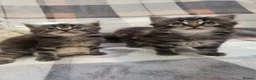 Siberian cats for sale: Adorable Kittens Looking for Loving Homes! 🐾 - Advert 9