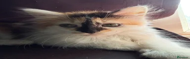 Calico Female 