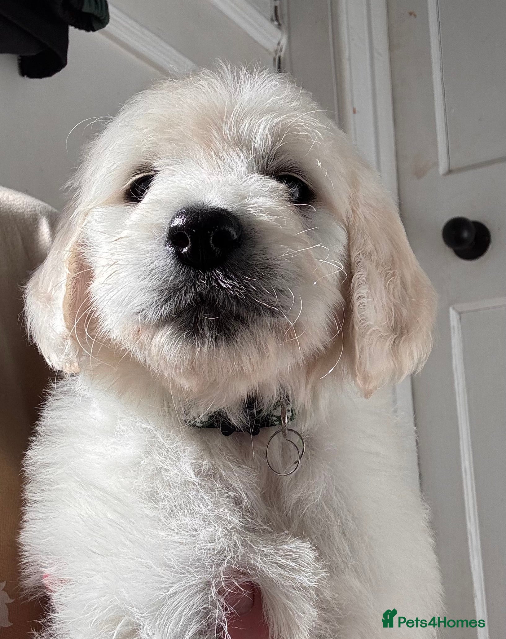 Goldendoodle dogs 💙 4 Gorgeous F1 Goldendoodle Boys 💙 - Advert 2
