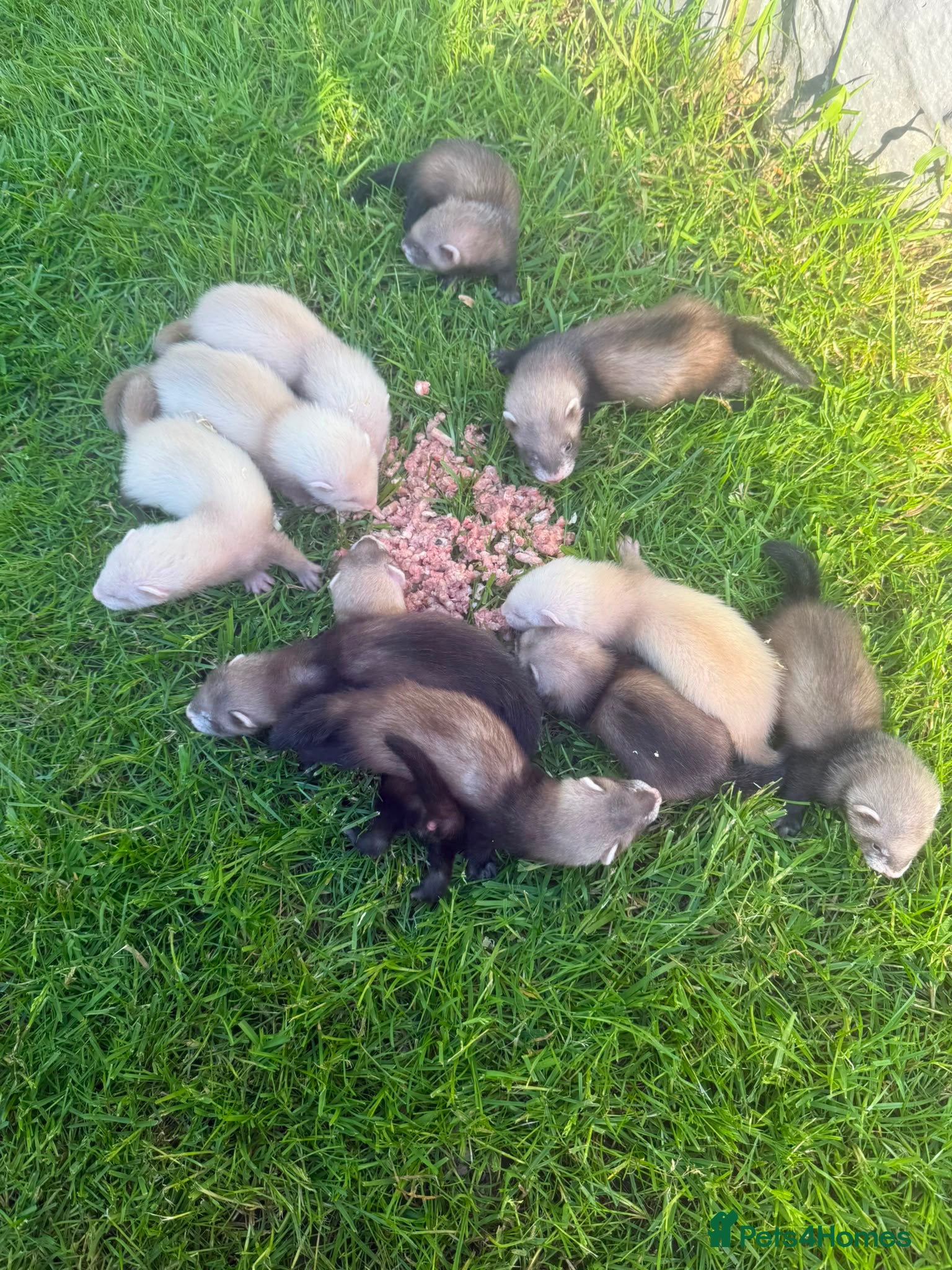 Ferret rodents for sale: Ferret kits ready in 2-3 weeks - Advert 6
