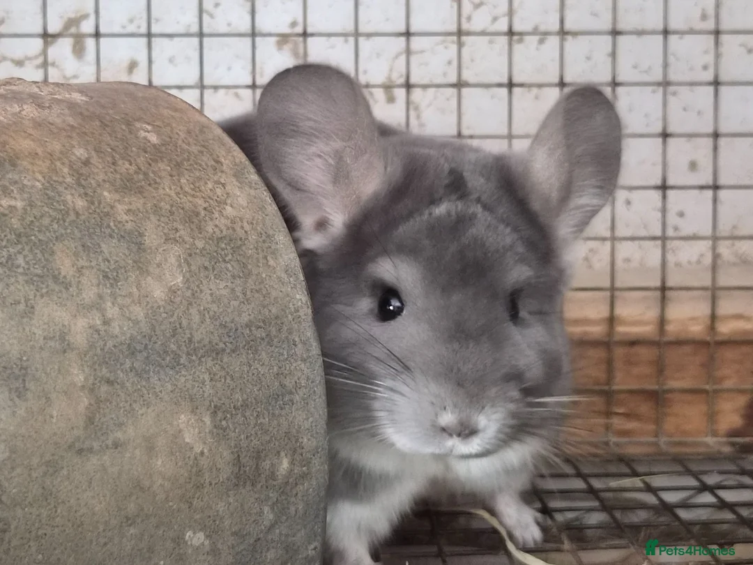 Chinchilla rodents for sale: Chinchillas  - Advert 2