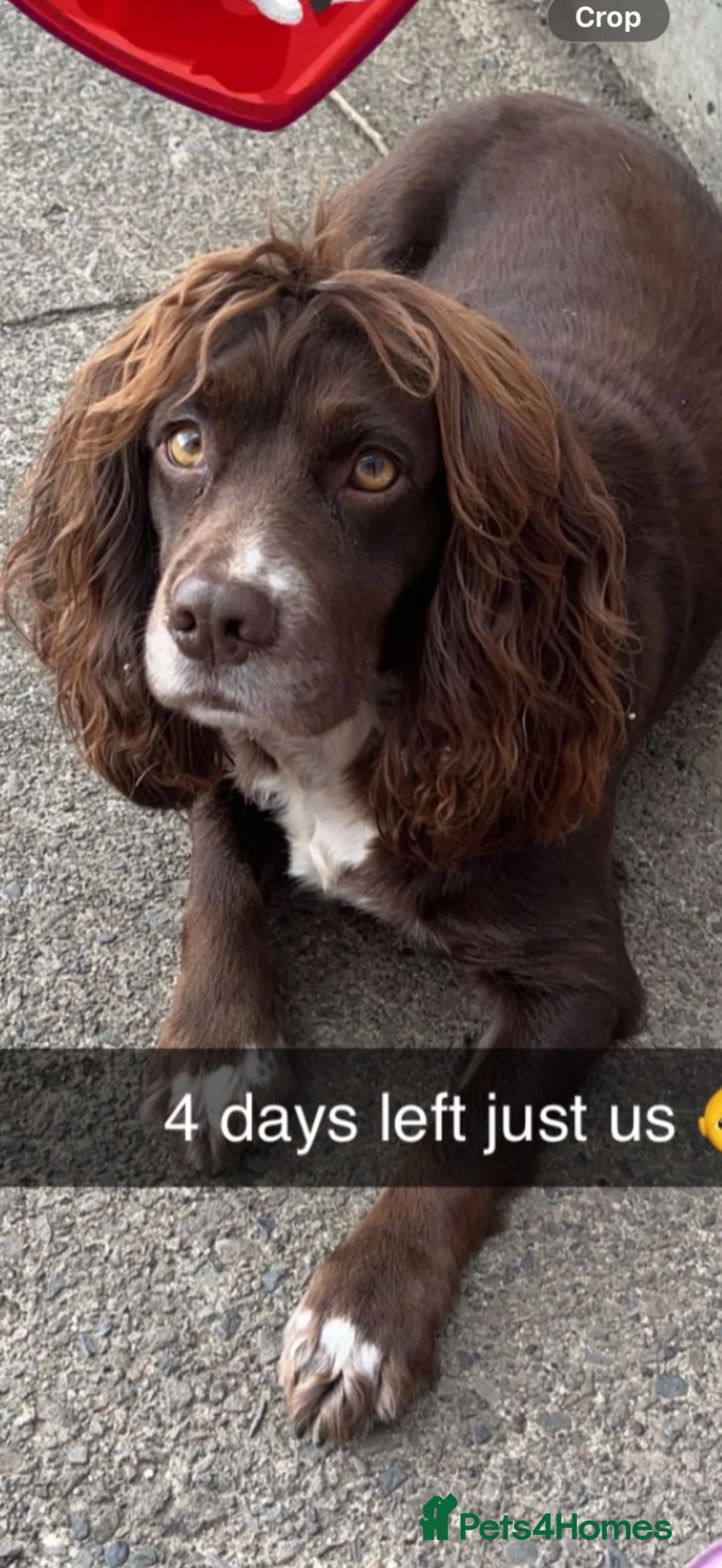 Cocker Spaniel dogs for sale: Cocker spaniel puppies  - Advert 2
