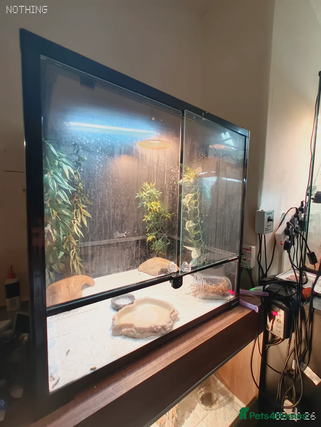 Leopard Gecko reptiles for sale: Tiny the baby leopard gecko full set up  - Advert 4