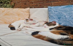 Domestic Shorthair cats for sale: Poppy and Rosie Rehoming.  - Image 4