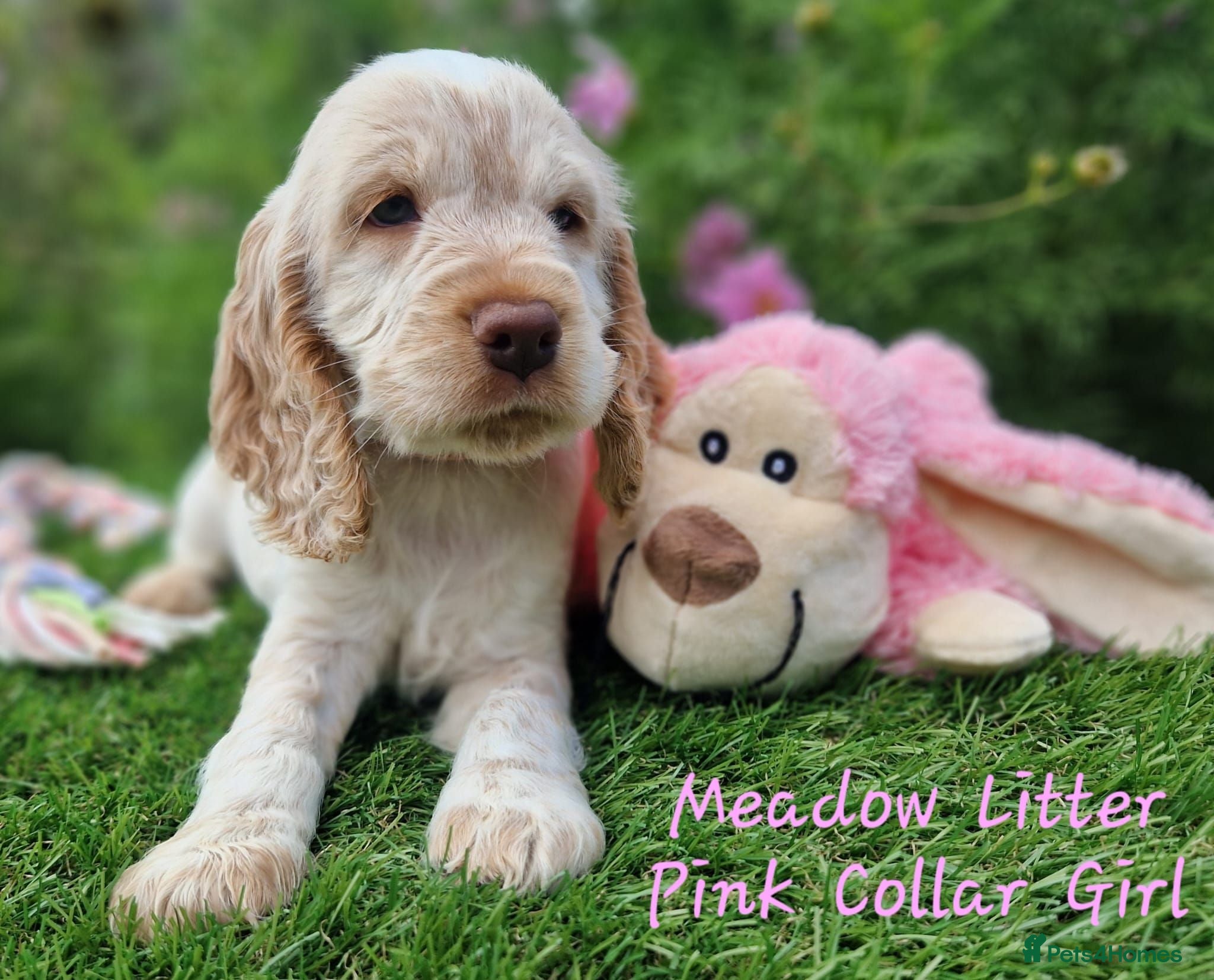 Cocker Spaniel dogs Pedigree Cocker Spaniel Puppies  - Advert 1