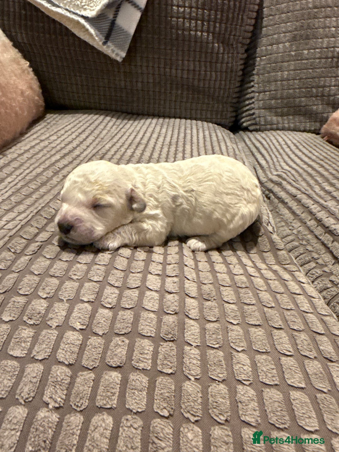 Maltipoo dogs for sale: Real life teddy bears 🧸  - Advert 7