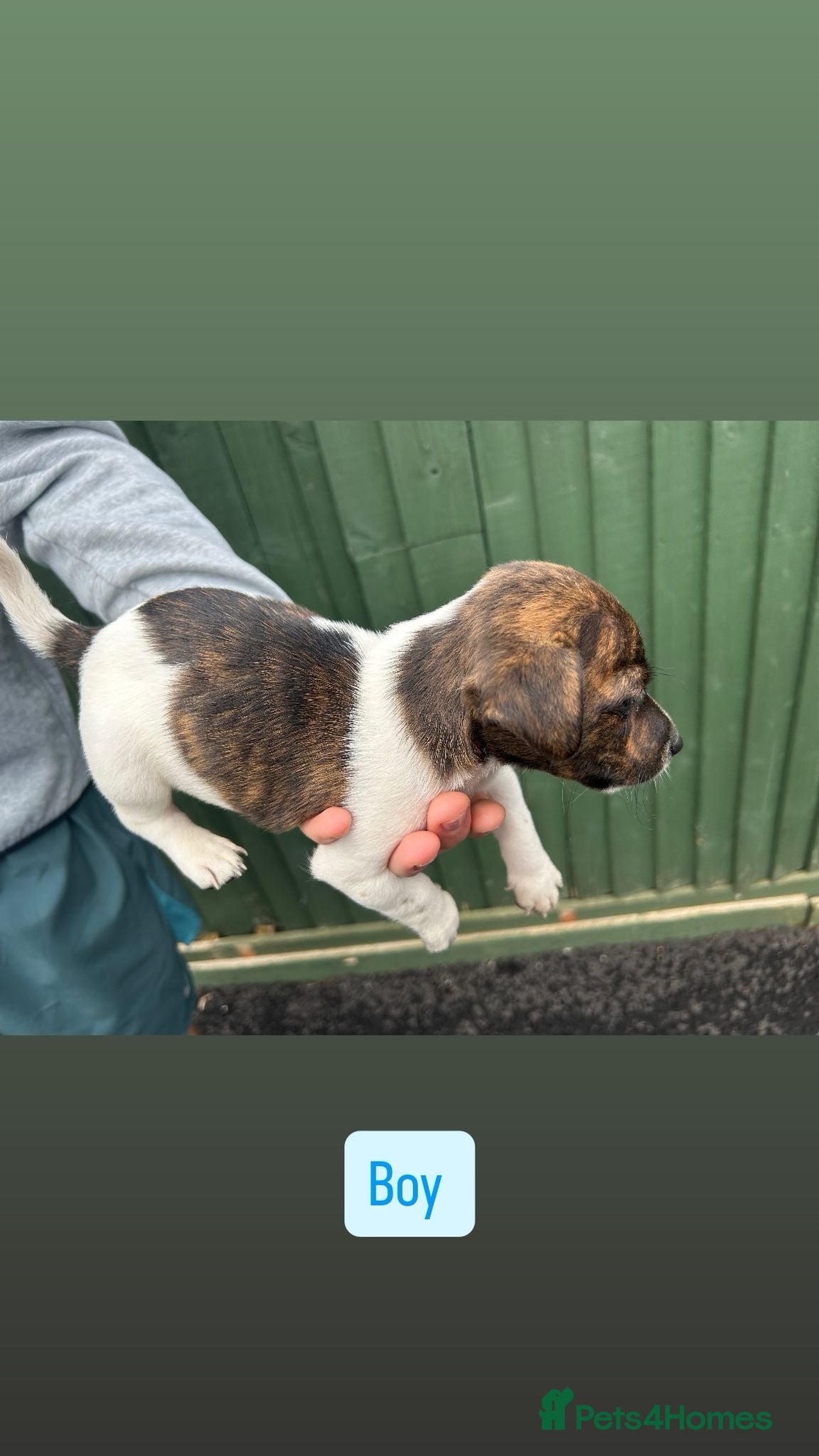 Jack Russell dogs for sale: Jack Russell puppies  in Oxford - Advert 6