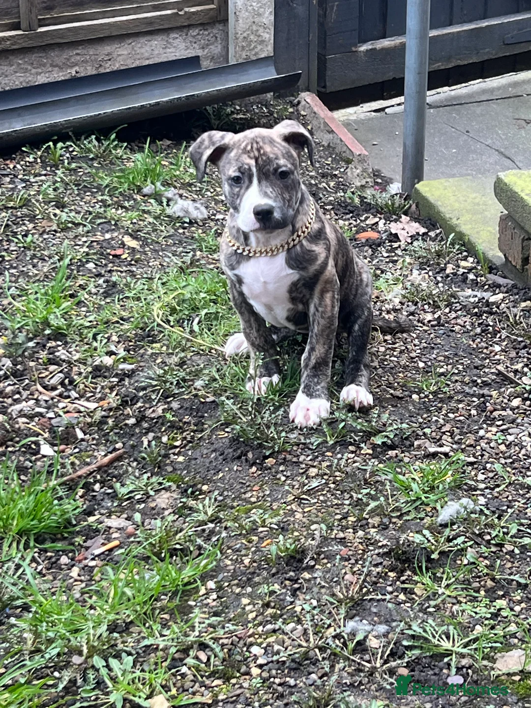 Staffordshire Bull Terrier dogs for sale: Princess Bella - Advert 3