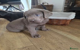 Labrador Retriever dogs for sale: 🩶 beautiful silver/Charcoal KC reg puppies 🩶 - Image 19