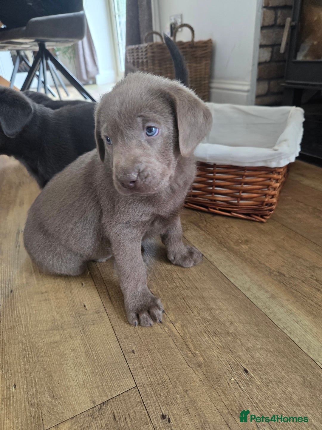 Labrador Retriever dogs for sale: 🩶 beautiful silver/Charcoal KC reg puppies 🩶 - Image 19