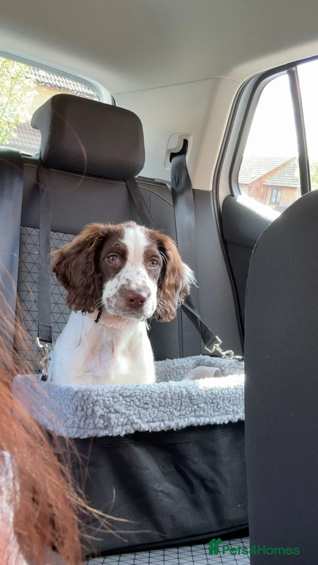 English Springer Spaniel dogs for sale: Wonderful Little Spaniel - Advert 1