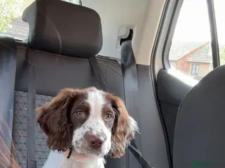 English Springer Spaniel dogs Wonderful Little Spaniel - Advert 2