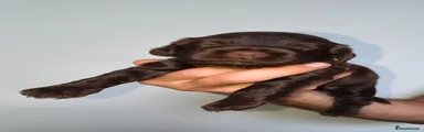 Cockapoo 5