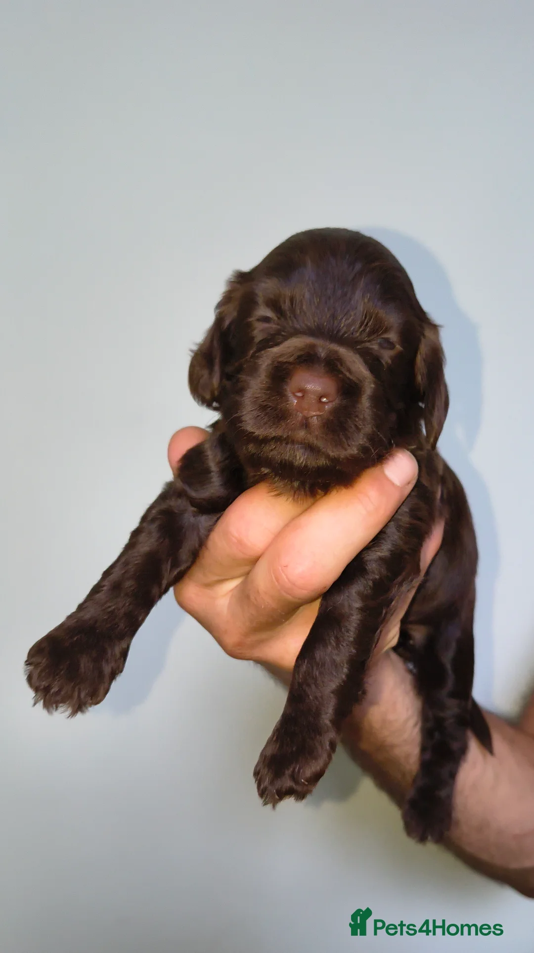 Cockapoo dogs for sale: Stunning F2 cockapoo puppies 3 weeks old - Advert 2
