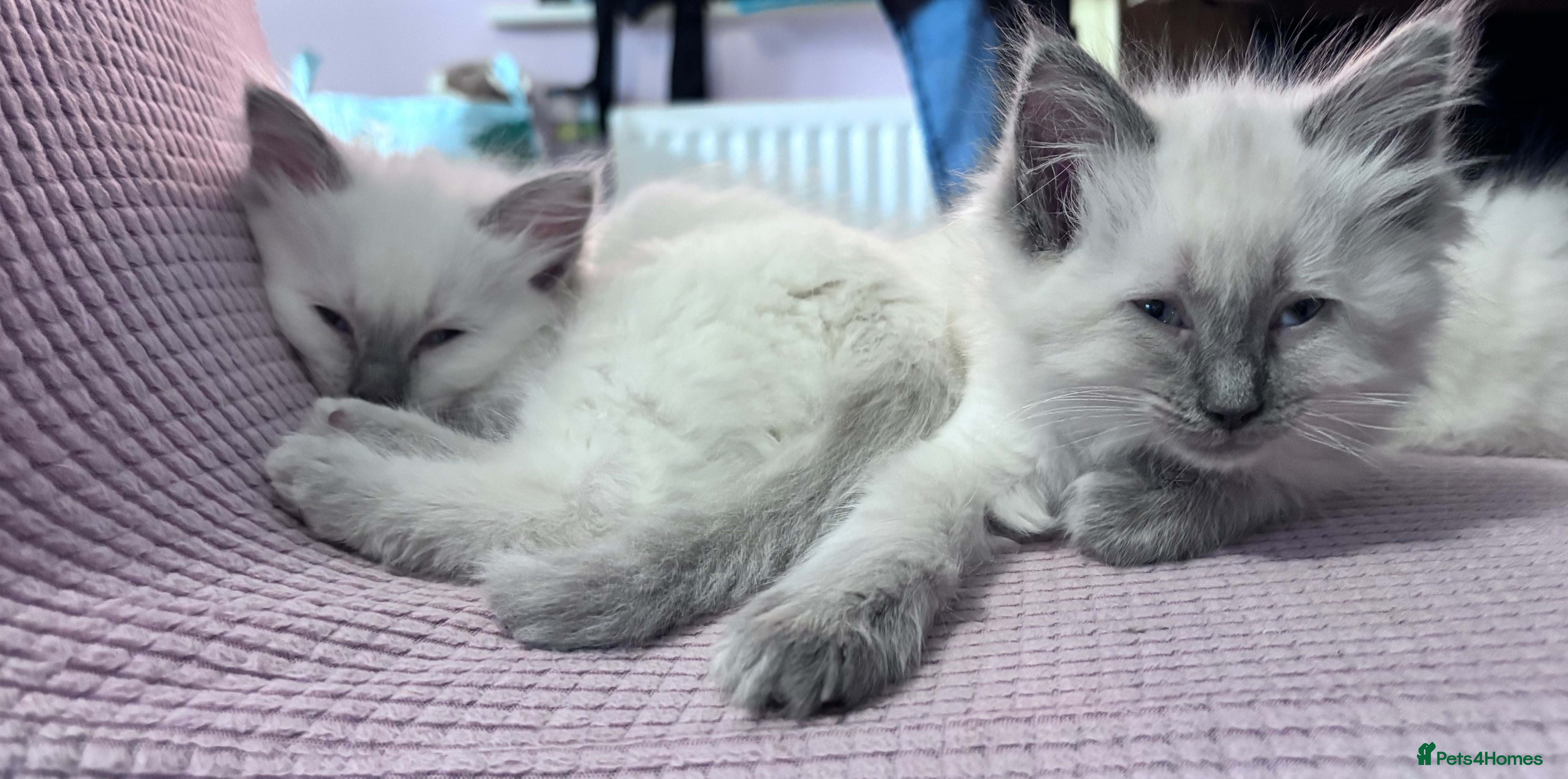 Ragdoll cats adorable Ragdoll kittens🥰 2 kitten left 🥰 - Advert 5