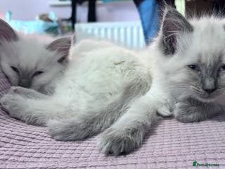Ragdoll cats adorable Ragdoll kittens🥰 2 Girls kitten left 🥰 - Advert 14