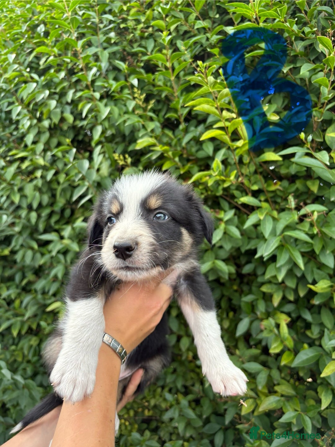 Border Collie dogs for sale: Border collie puppies ** Ready to Leave ** - Image 14