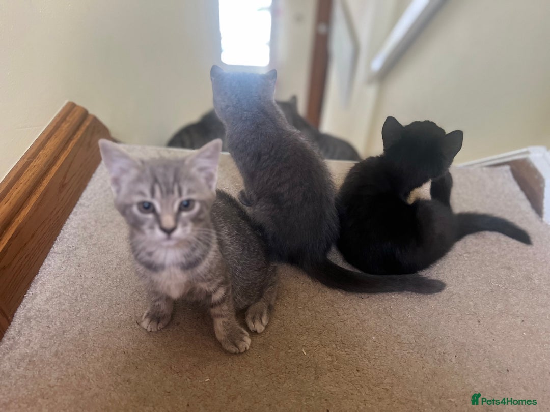 British Shorthair cats for sale: Grey British short hair male  - Image 2