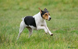 Mixed Breed dogs for sale: Brilliant working or Family pets  - Image 7