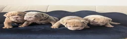 English Bulldog dogs for sale: Gorgeous English Bulldogs  - Advert 8