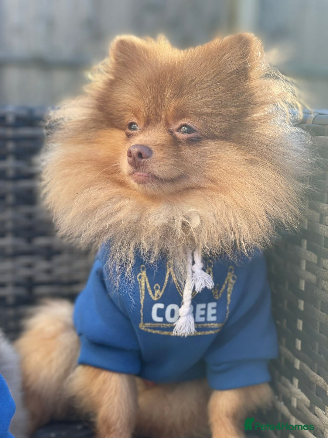 Pomeranian dogs for stud: Cobee (PROVEN)  ( STUD ONLY ) (PRODUCING MERLES)   in Liverpool - Advert 3