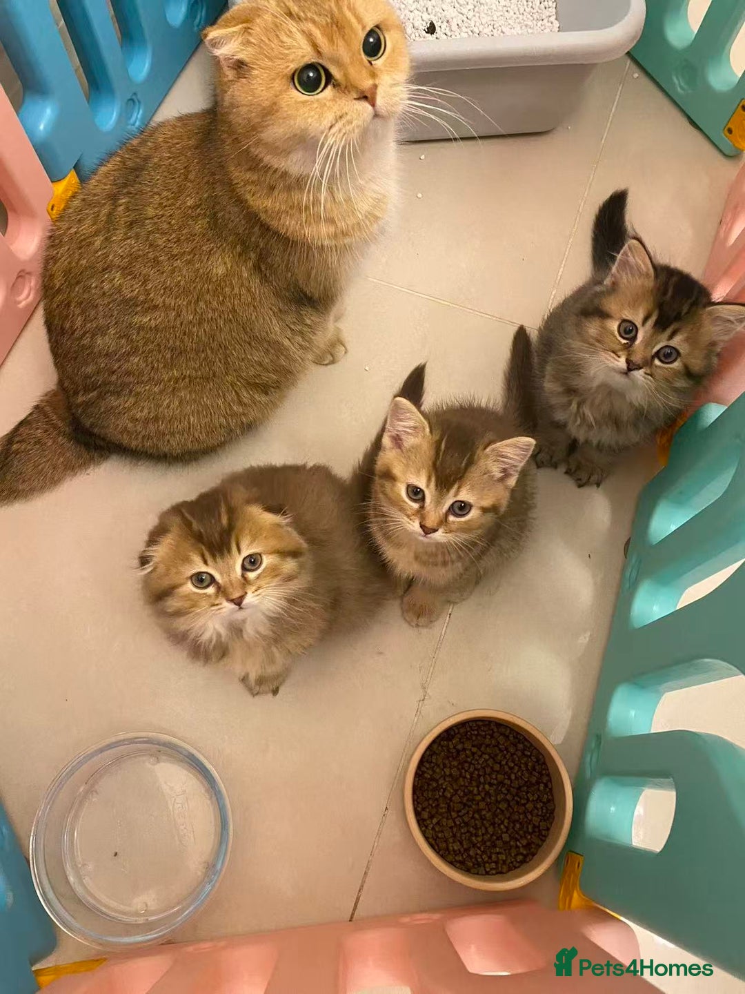 Scottish Fold cats for sale: Stunning Scottish fold kittens are ready - Advert 15