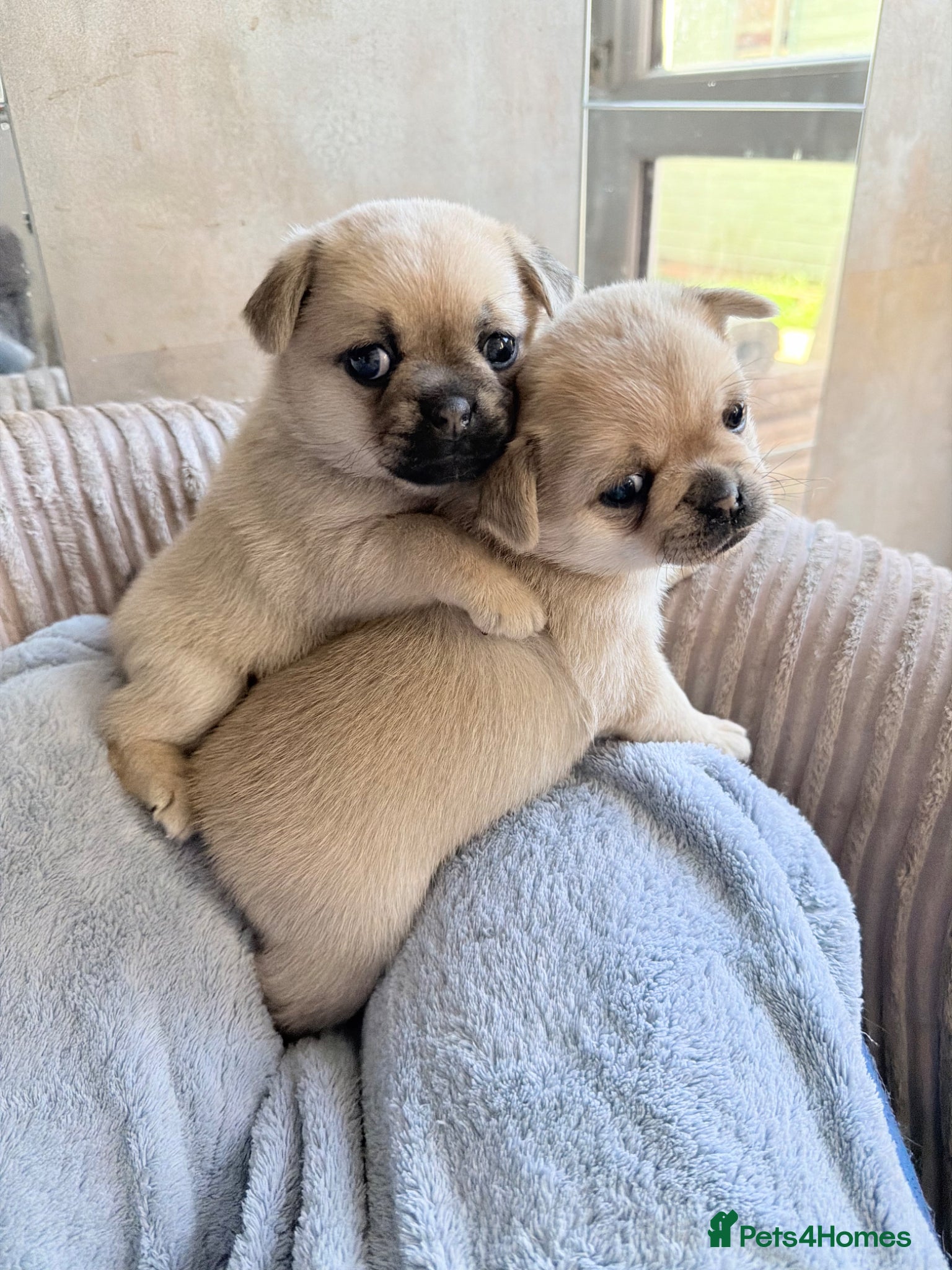 Mixed Breed dogs for sale: Pug x Pomeranian Puppies 🐕 - Advert 1