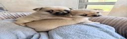 Mixed Breed dogs for sale: Pug x Pomeranian Puppies 🐕 - Advert 1