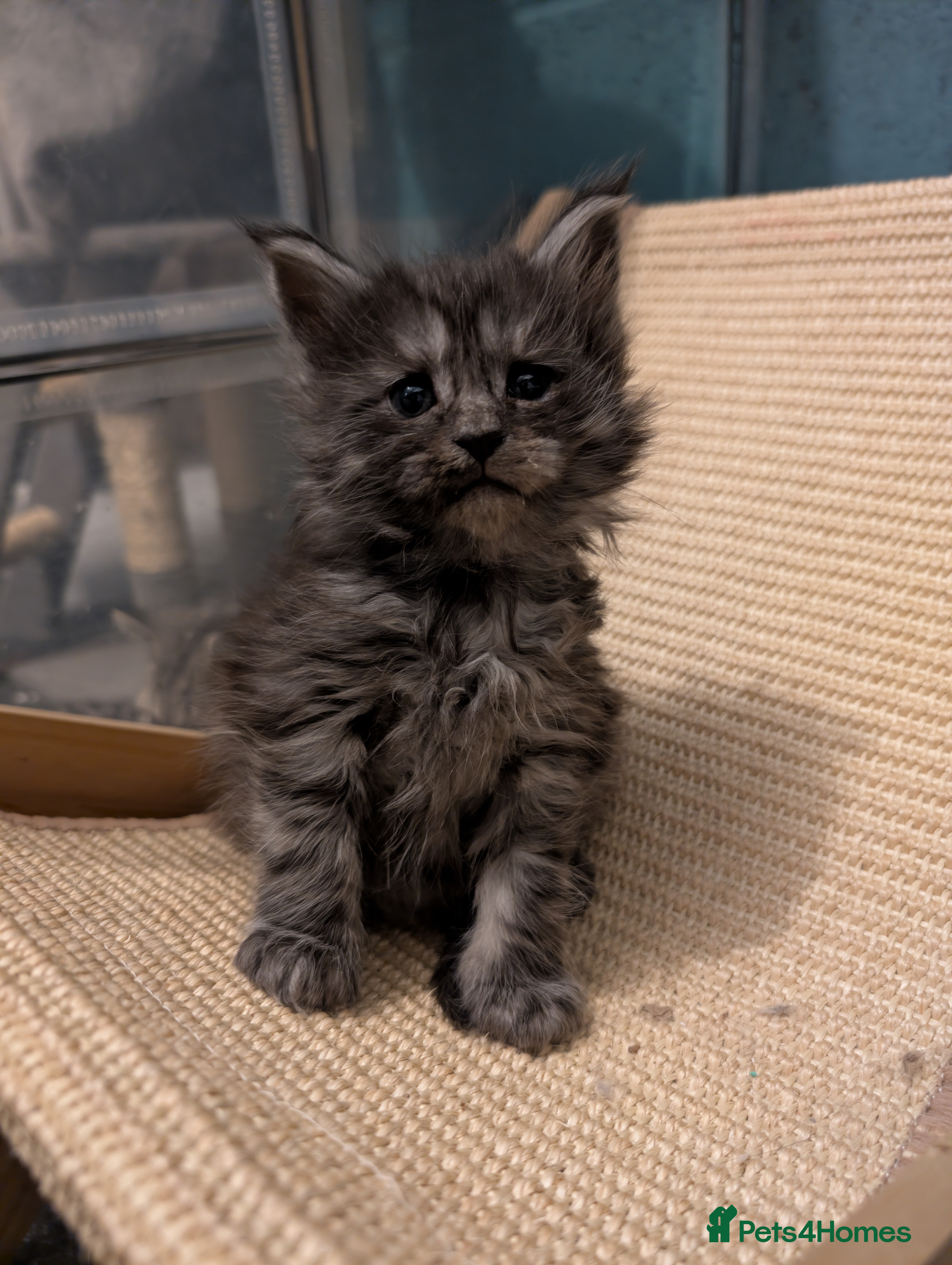 Maine Coon cats Full Mainecoon kittens  - Advert 18