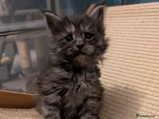 Maine Coon cats Full Mainecoon kittens - Advert 7