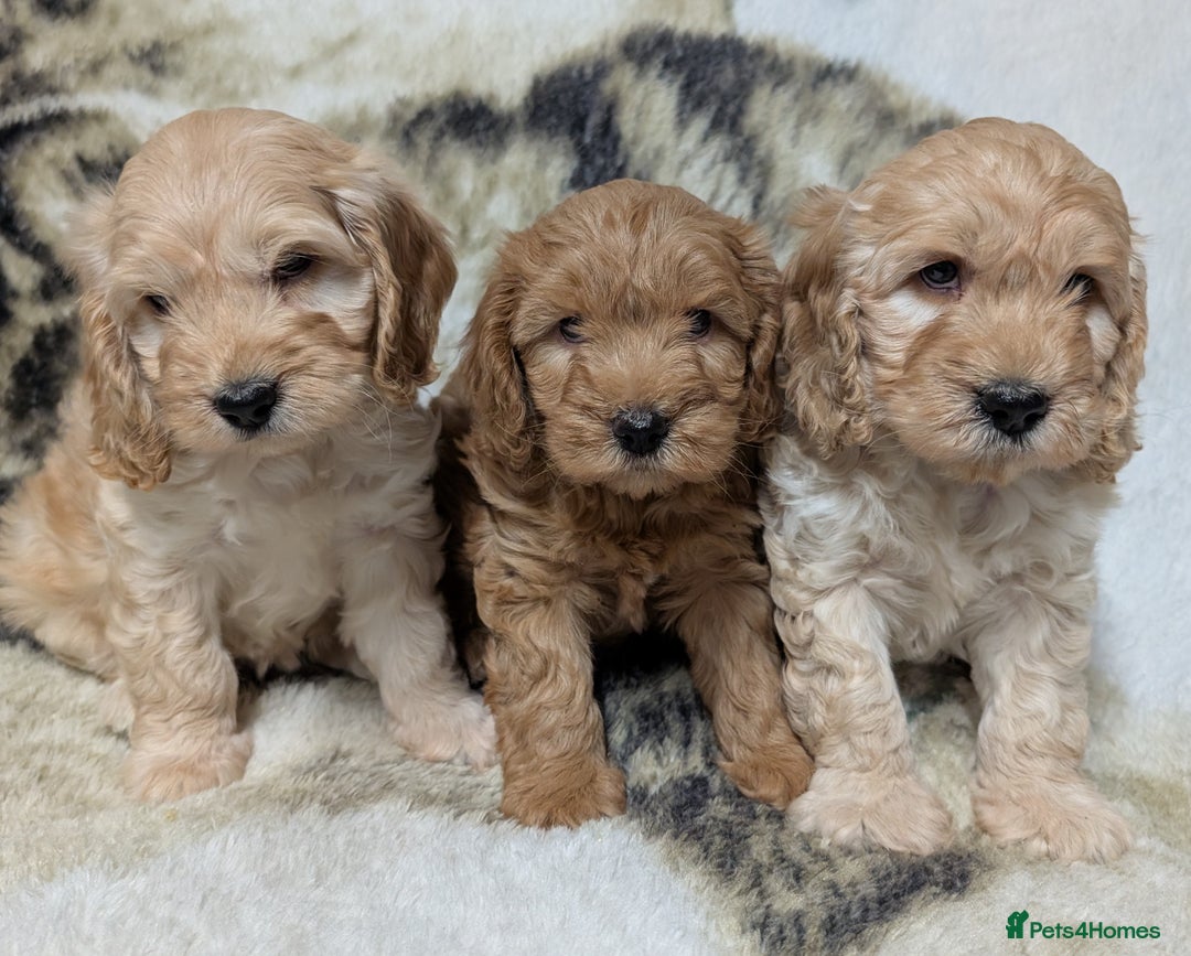 Cockapoo dogs for sale: Beautiful F1 Cockapoo puppies DNA clear - Image 17