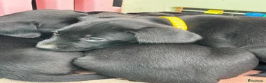 Labrador Retriever 4