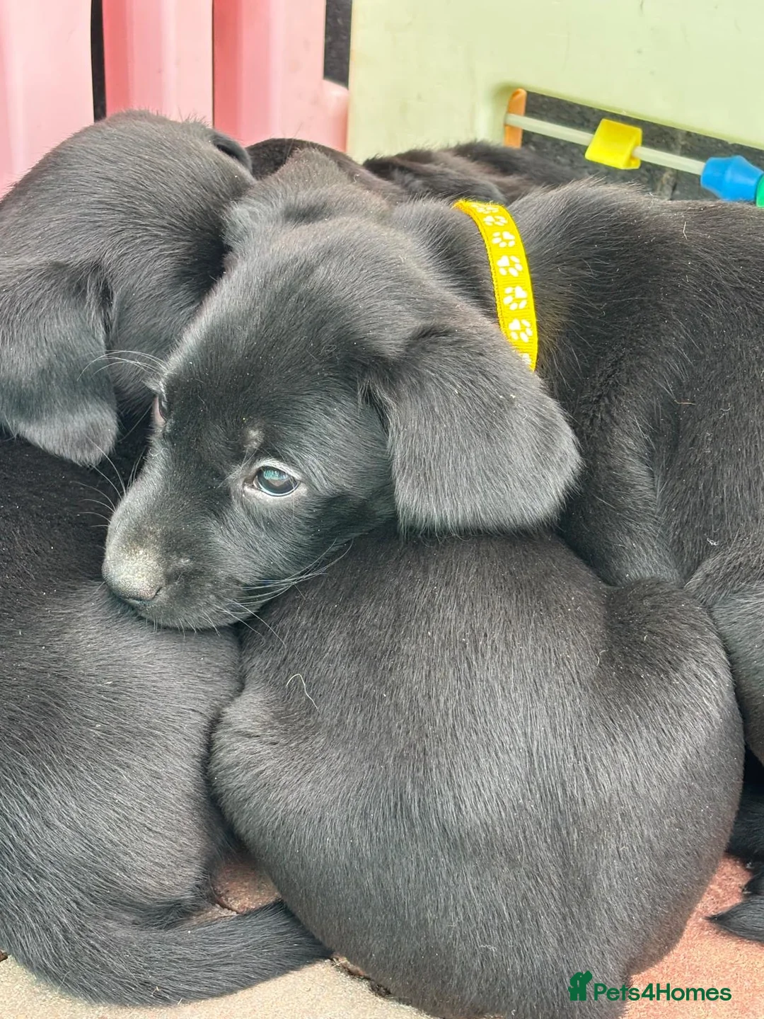 Labrador Retriever dogs for sale: Stunning Pedigree Black Labrador Puppies - Advert 24